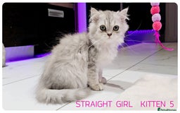 Scottish Fold cats for sale: SCOTTISH FOLD KITTENS (DELIVERY  AVAILABLE) - Image 12