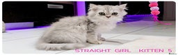 Scottish Fold cats for sale: SCOTTISH FOLD KITTENS (DELIVERY  AVAILABLE) - Advert 13