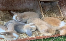 Mini Lion Lop rabbits for sale: Adorable Mini Lion Lops available for Loving Homes - Image 3