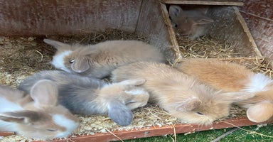 Mini Lion Lop rabbits - Advert 1