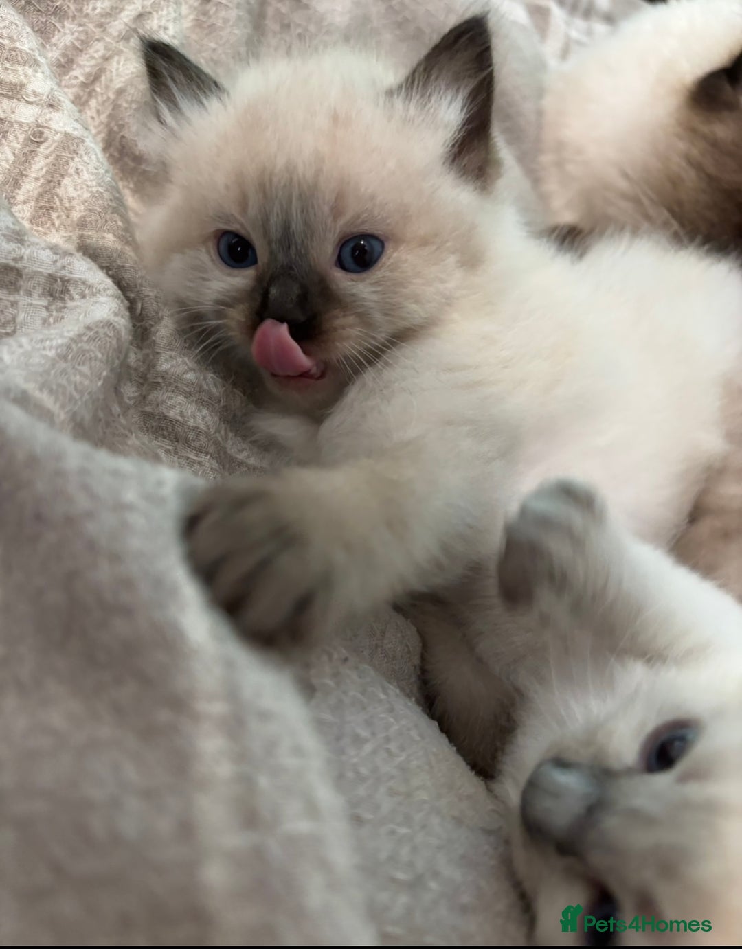 Ragdoll cats for sale: 2x ragdoll male kittens for sale!  - Image 3