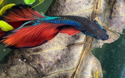 Bettas fish for sale: Betta fish for sale  - Image 20