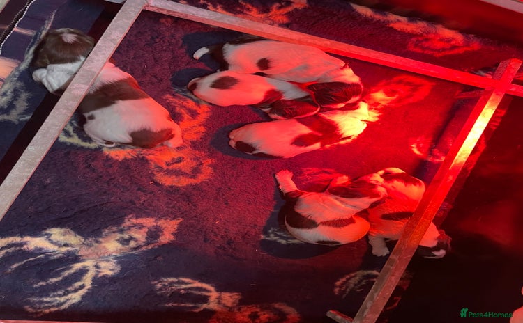 English Springer Spaniel dogs - Advert 2