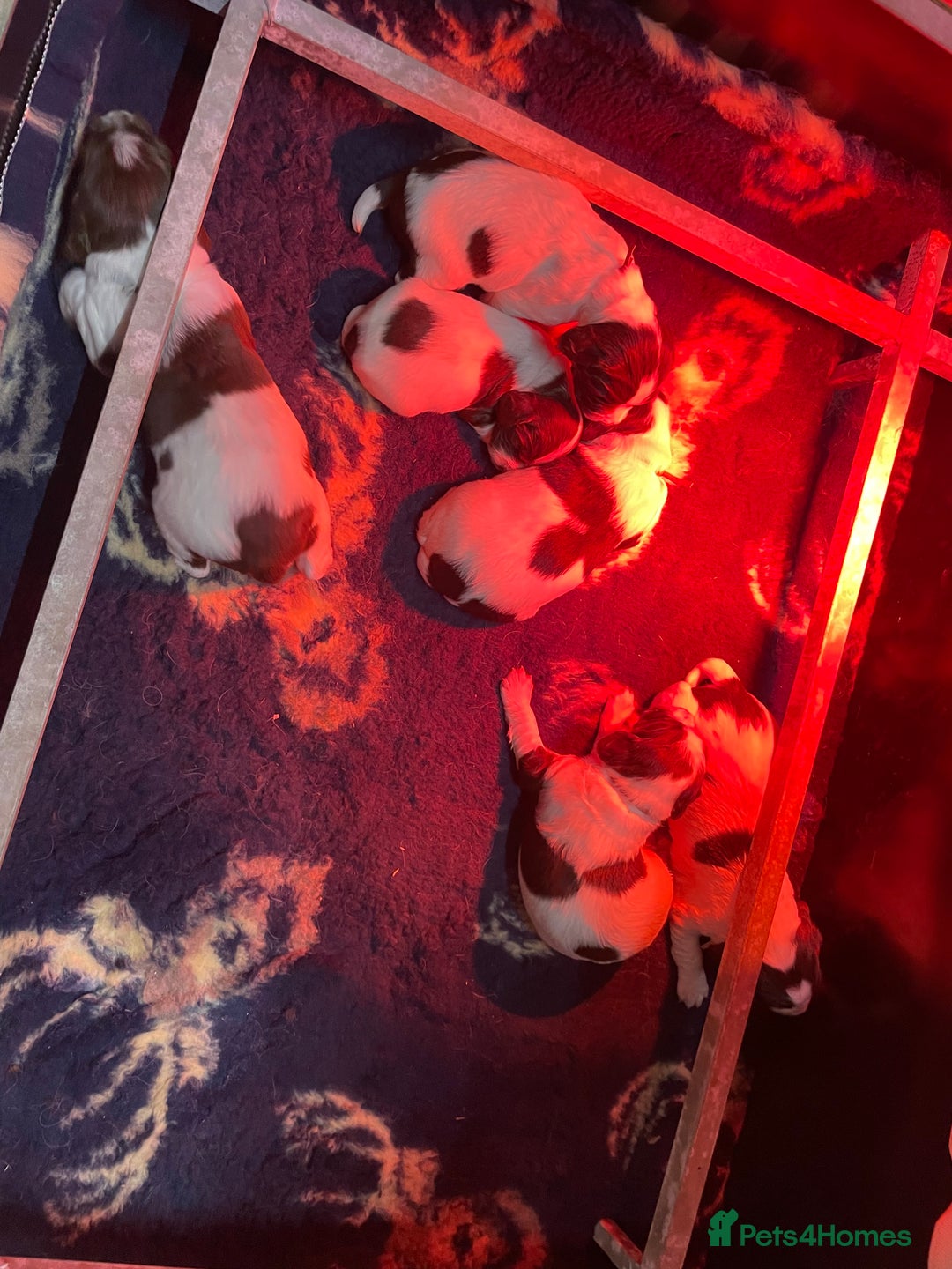 English Springer Spaniel dogs for sale: KC registered English Springer Spaniel pups - Advert 4