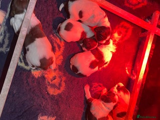 English Springer Spaniel dogs KC registered English Springer Spaniel pups - Advert 2