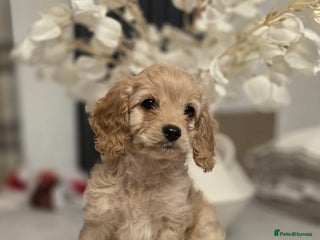 Cavapoo dogs F1 Cavapoo - Advert 14