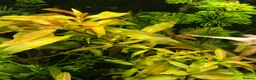 Corys fish for sale: Live aquarium plants*CHEMICAL FREE* - Advert 9