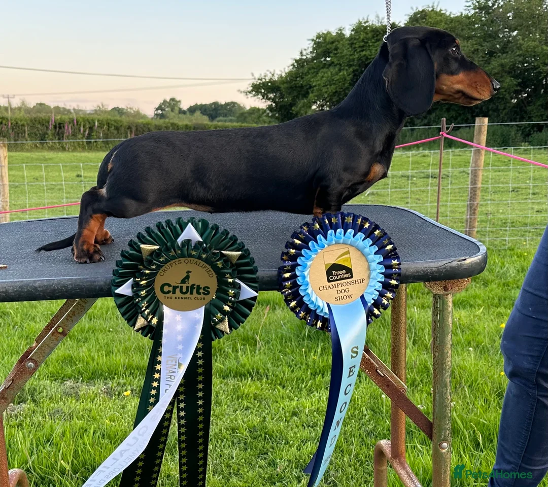 Miniature Dachshund dogs for sale: Two beautiful black & tan minis kc male & female  - Advert 9