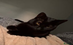 British Shorthair cats for sale: Black cat for sale  - Image 3