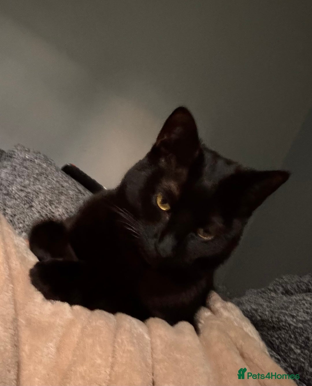 British Shorthair cats for sale: Black cat for sale  - Image 3