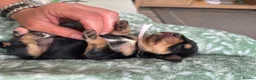 Mixed Breed dogs for sale: King Schnauzer (Cavalier, Cross mini Schauzer)  - Advert 9