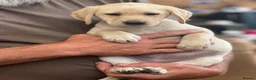 Labrador Retriever dogs for sale: KC Reg Labrador pups Working Traditional Chunky - Advert 22