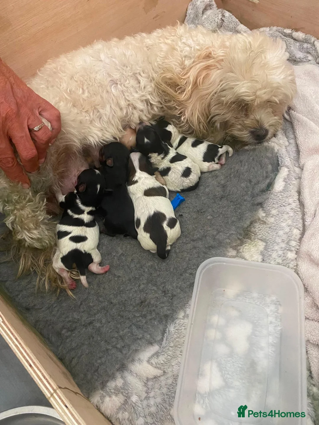 Mixed Breed dogs for sale: Mixed cavapoo little girl - Advert 2