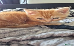 Persian cats for sale: Beautiful persian kittens  - Image 6