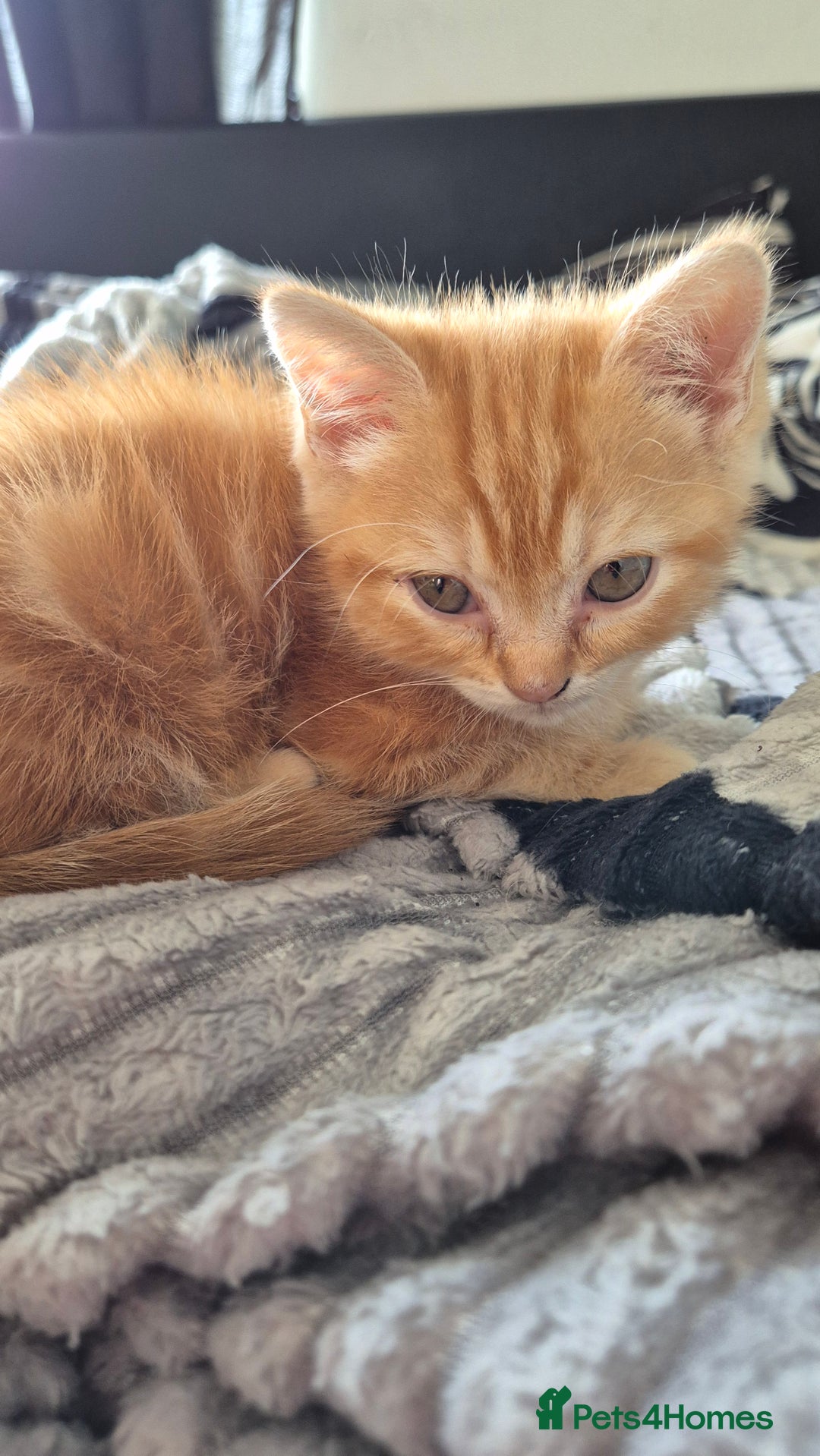 Persian cats for sale: Beautiful persian kittens  - Image 6