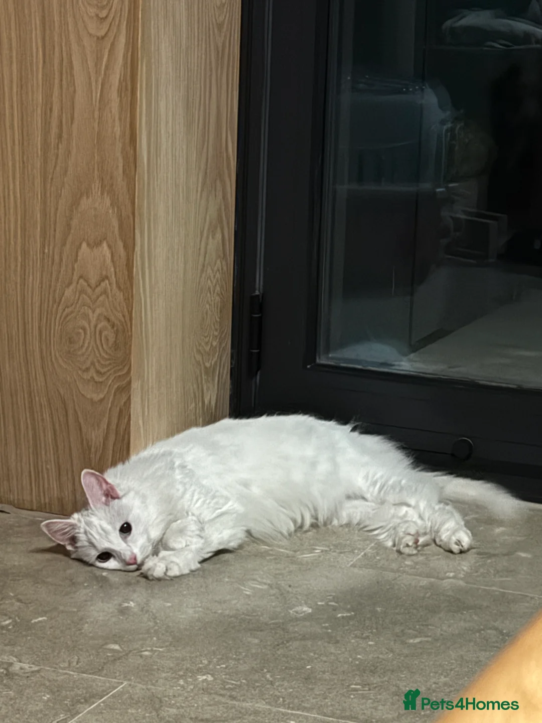Turkish Angora cats for sale: Meet Princess —cat for a calm, loving home - Advert 4