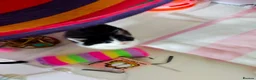 Mixed Breed cats for sale: Kittens for sale  in Alfreton - Advert 18
