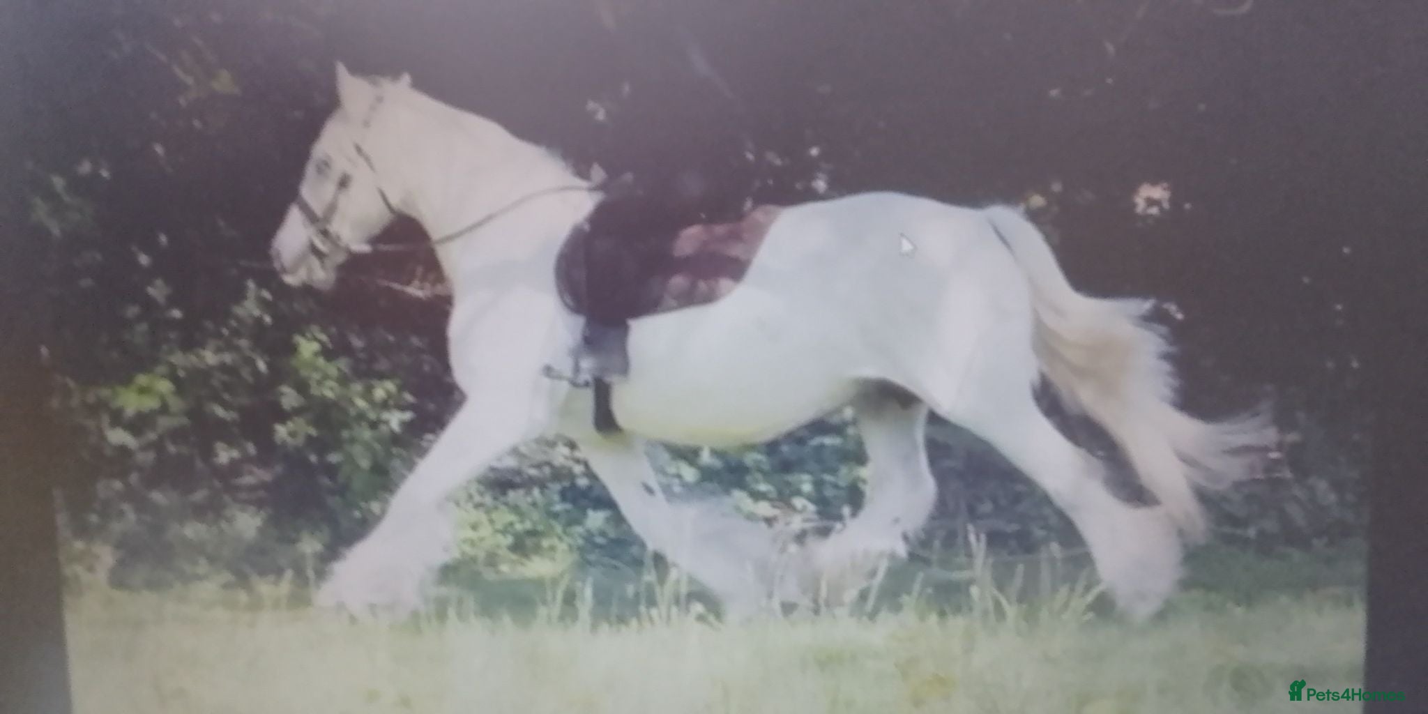 Irish Cob horses FOR SALE - Advert 5