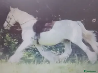 Irish Cob horses FOR SALE - Advert 5