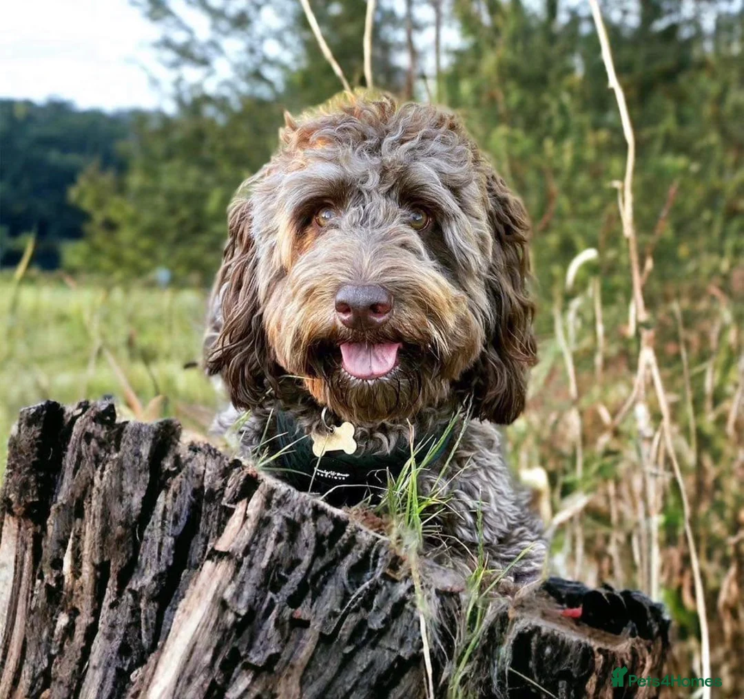 Cockapoo dogs for sale: Cockapoo x Labradoodle Hybrid - Advert 2