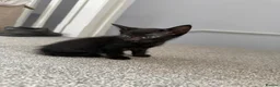 British Shorthair cats for sale: Two full black kittens - Advert 5