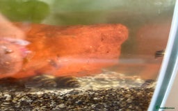 Snails fish for sale: Assassin snails  - Image 2
