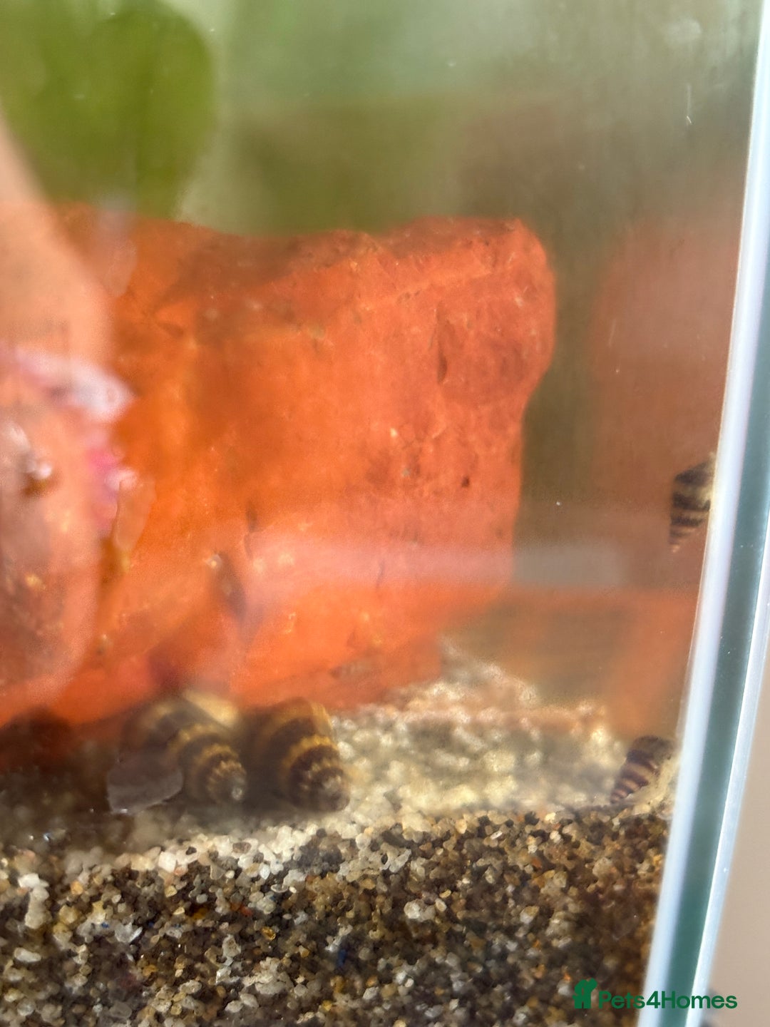 Snails fish for sale: Assassin snails  - Image 2
