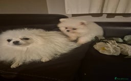 Pomeranian dogs for sale: Pomeranian white girl  - Image 8
