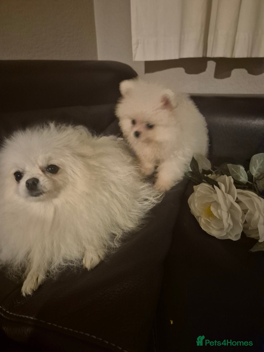 Pomeranian dogs for sale: Pomeranian white girl  - Image 8