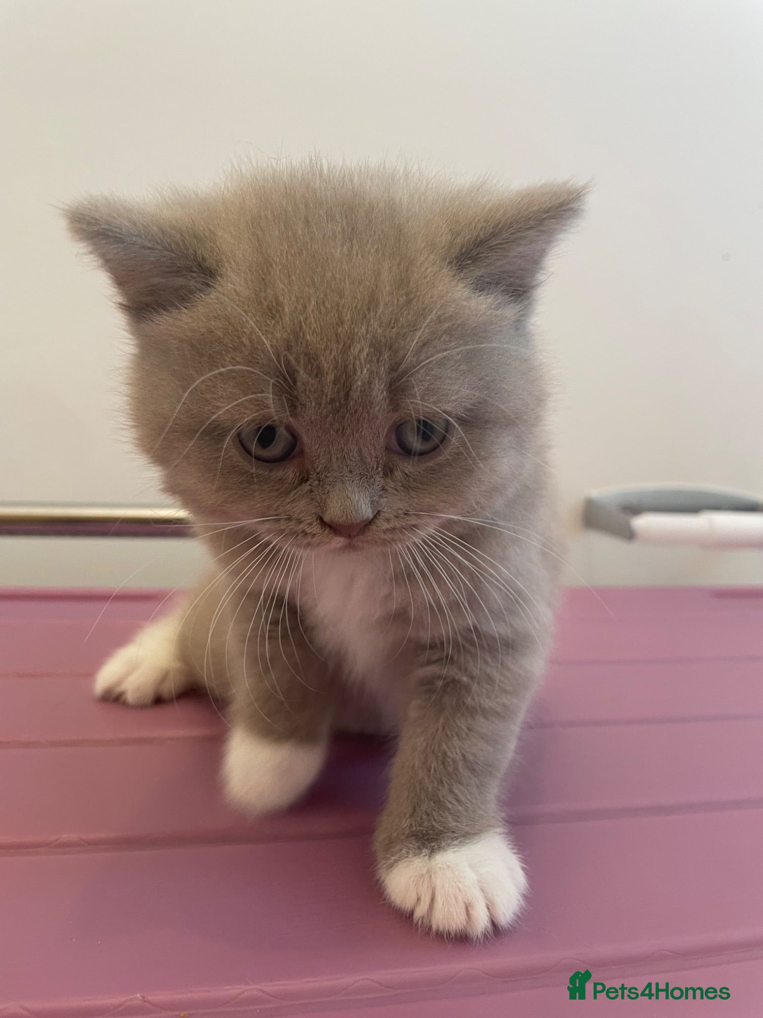 Scottish Fold cats 3 Scottish Fold/ Straight Kittens - Advert 4
