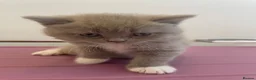 Scottish Fold cats for sale: 3 Scottish Fold kittens  - Advert 12