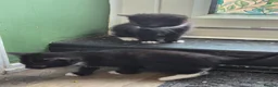 Mixed Breed cats for sale: Looking for homes - Advert 7