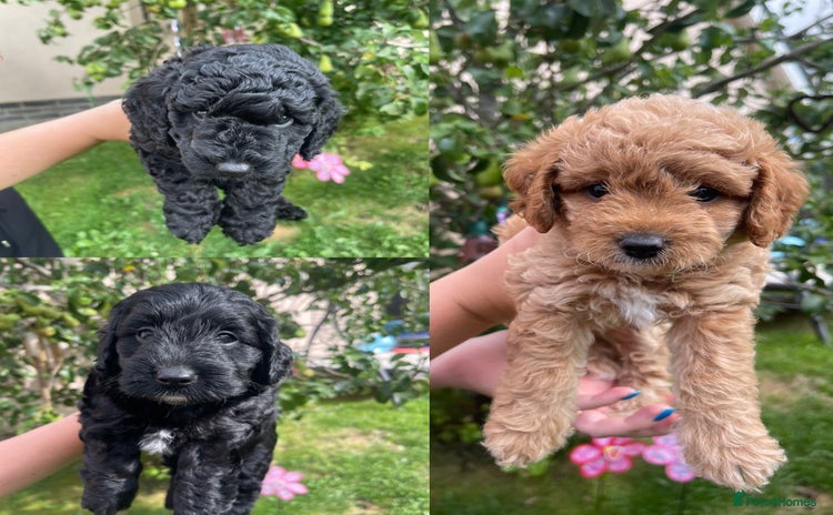 Cockapoo dogs - Advert 10