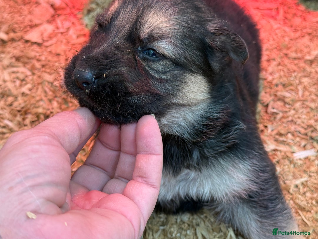 German Shepherd dogs for sale: Beautiful KC Registered GS pups - Advert 13