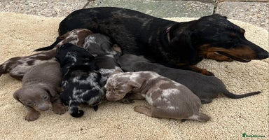 Miniature Dachshund dogs - Advert 2