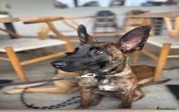 Belgian Shepherd Dog dogs for sale: Obedience Trained Belgian dutch malinios - Image 4