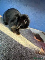 Mini Lop rabbits - Advert 1