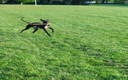 Mixed Breed dogs for sale: Lurcher male for urgent rehome - Image 8