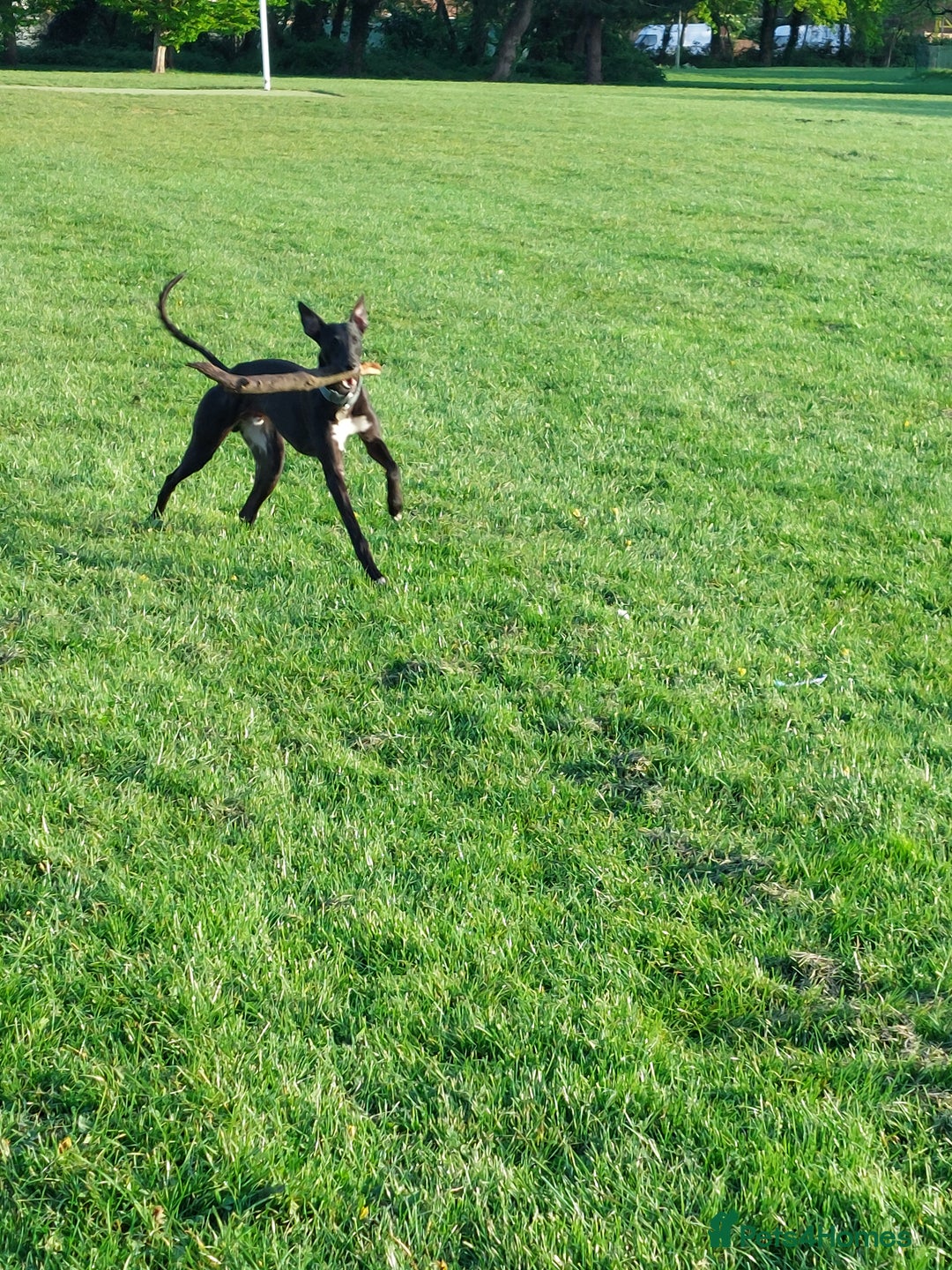 Mixed Breed dogs for sale: Lurcher male for urgent rehome - Image 8