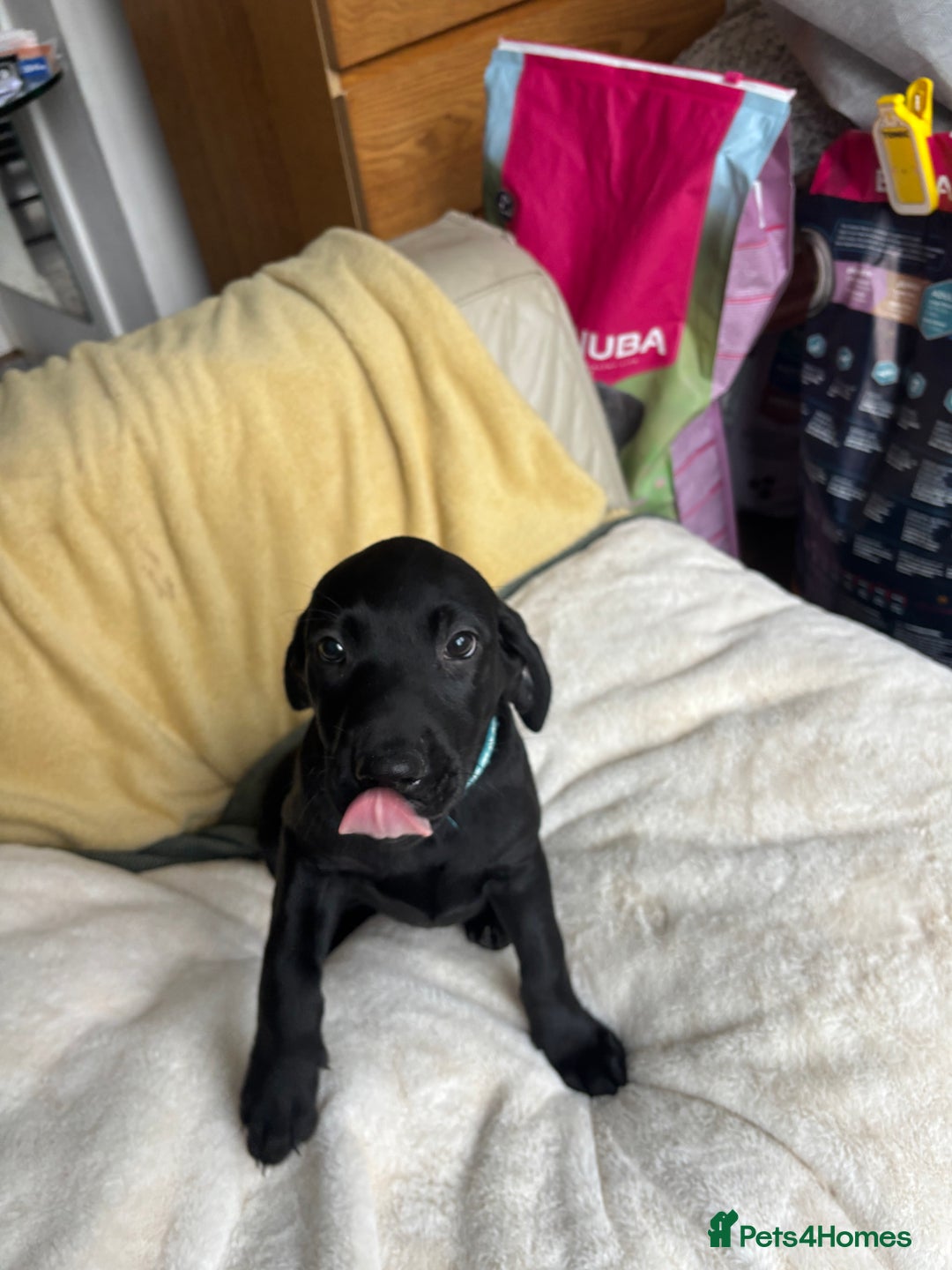 Labrador Retriever dogs for sale: KC Fully Health Tested Outstanding Working Line - Advert 30