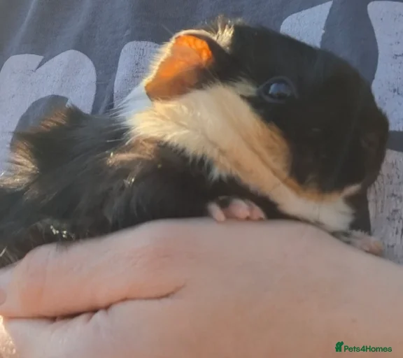 Gallery Image {{count}}