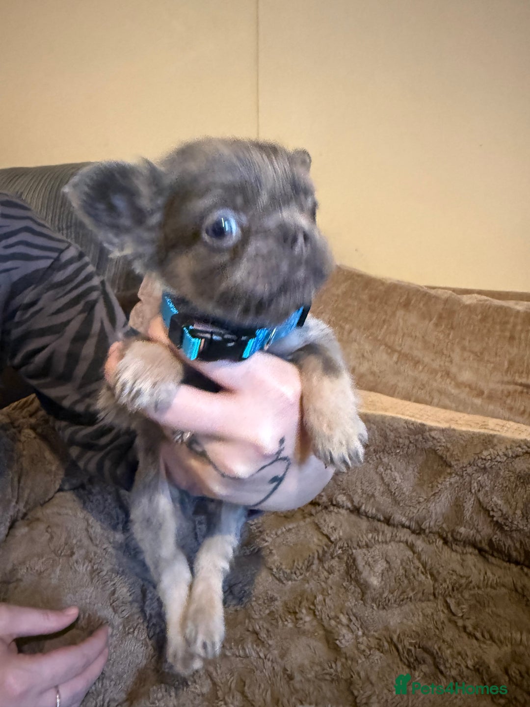French Bulldog dogs for sale: Kc reg Fluffy Frenchies Ready Now  - Image 12