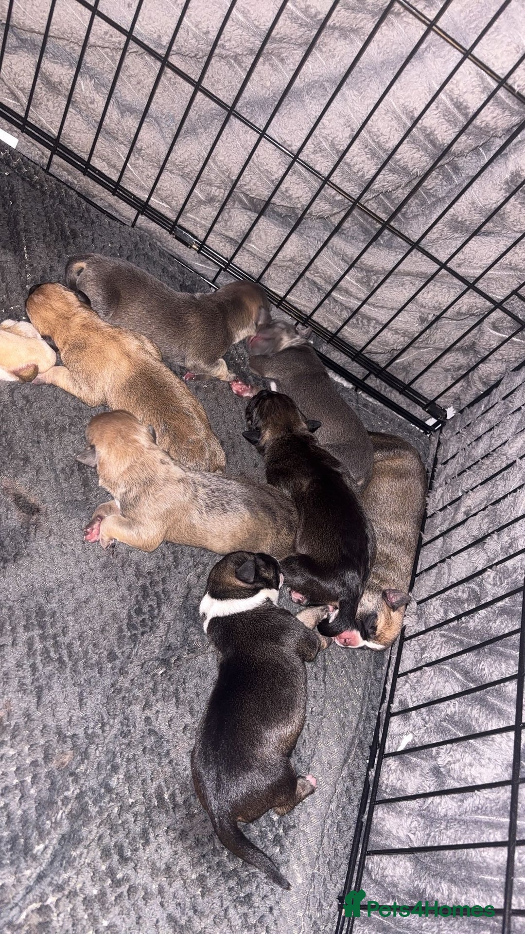 Mixed Breed dogs for sale: Puppies for sale  - Advert 3