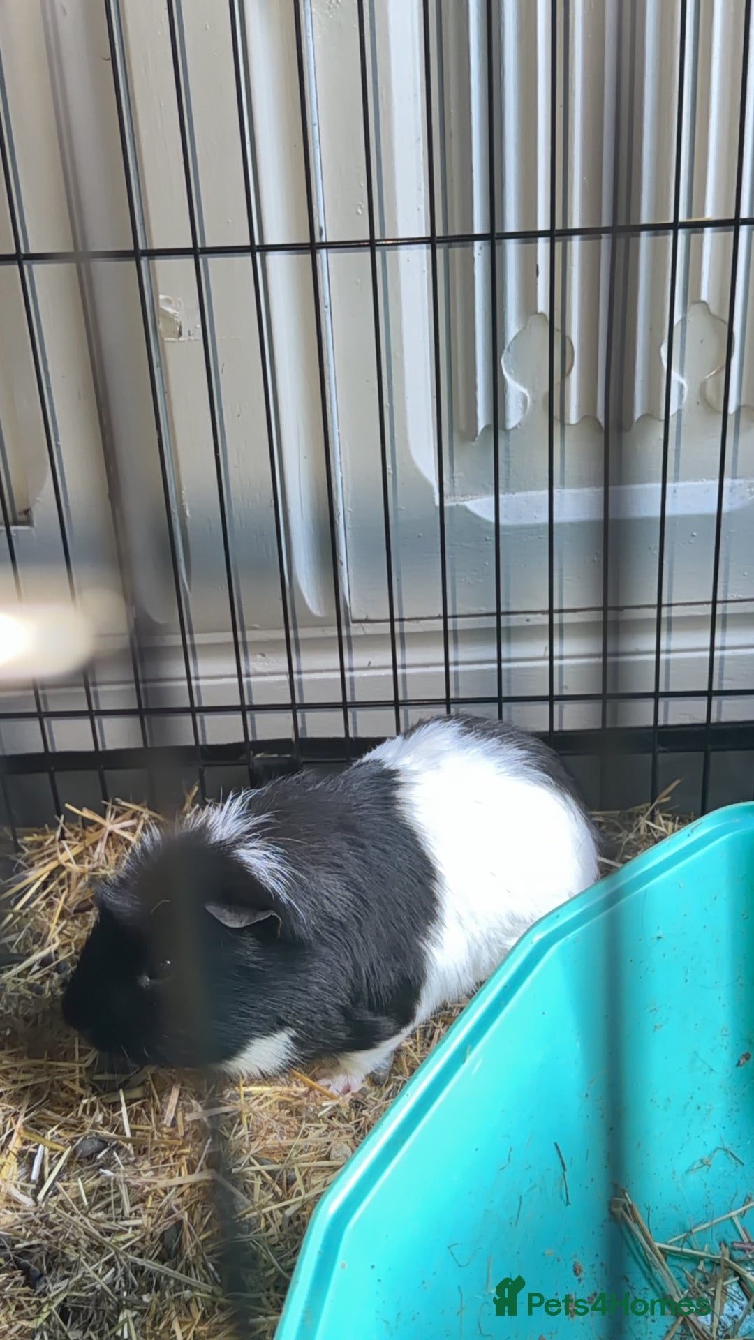 Guinea Pig rodents for sale: Mix of Guinea pigs  - Advert 4