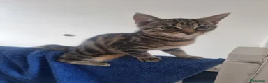 Domestic Shorthair 3
