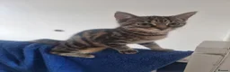 Domestic Shorthair cats for sale: Last two gorgeous tortie/tabby female kittens.  - Advert 15