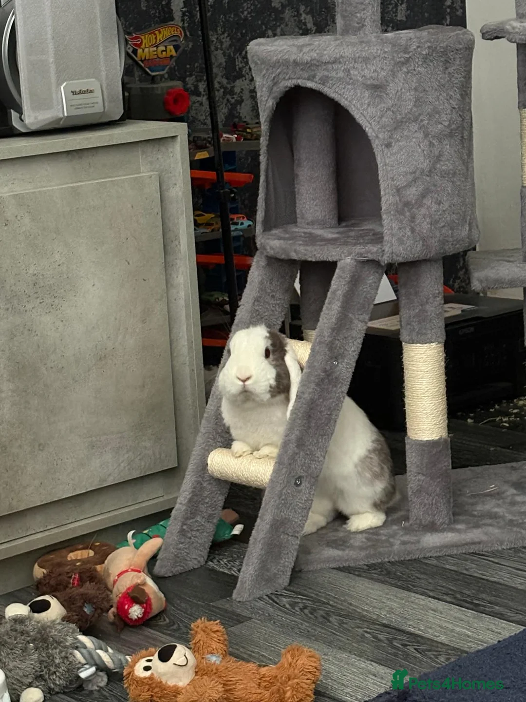 Mini Lop rabbits for sale: 2 year old mini lop rabbit  in Birmingham - Advert 1