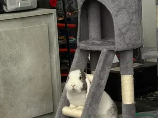 Mini Lop rabbits 2 year old mini lop rabbit - Advert 4