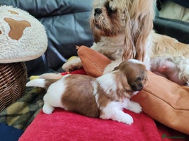 Shih Tzu dogs - Advert 4