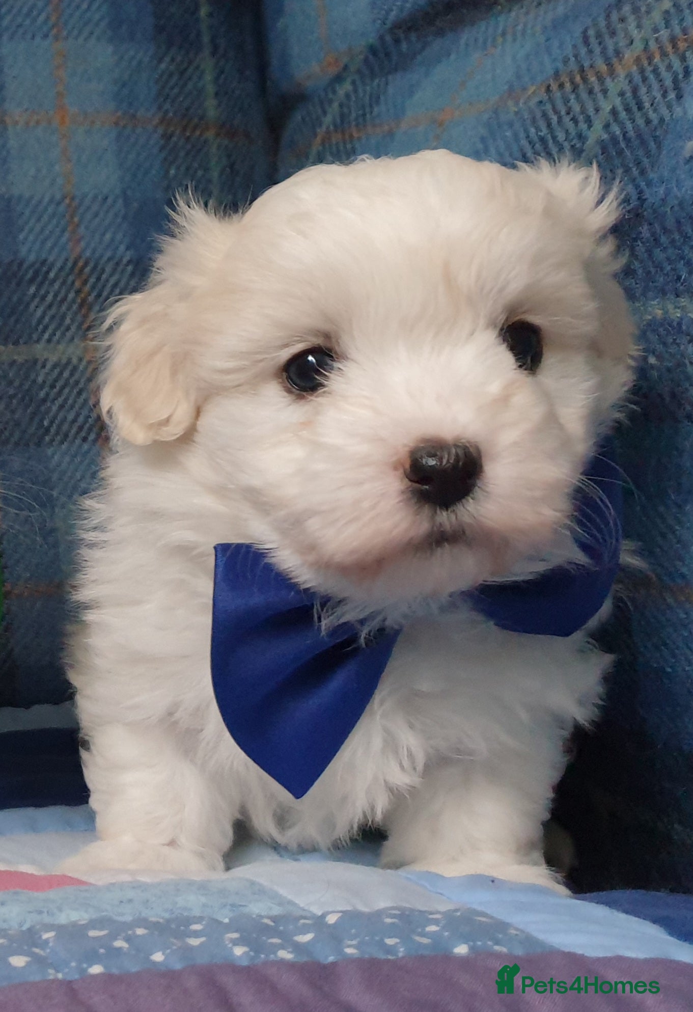 Coton De Tulear dogs K.C. Reg. Coton de Tulear, health tested parents - Advert 6